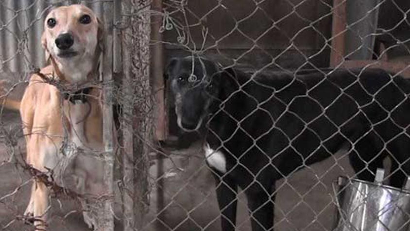 END DOG RACING IN NEW ZEALAND: DON’T GAMBLE WITH THEIR LIFE