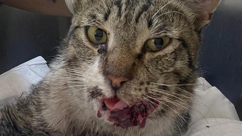 LUCKY WAS HIT BY A CAR AND LEFT SUFFERING WITH A BROKEN JAW. SAVED THANKS TO OIPA AZERBAIJAN