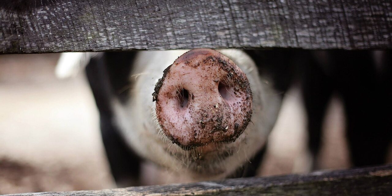 9TH MEETING OF THE EU ANIMAL WELFARE PLATFORM
