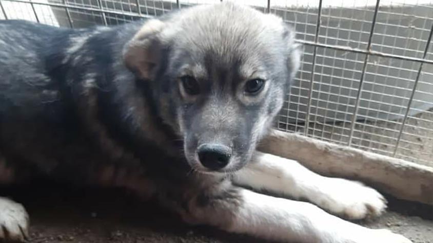 ABANDONMENT AND LACK OF NEUTERING PROGRAMMES INCREASE THE NUMBER OF STRAY ANIMALS IN ROMANIA