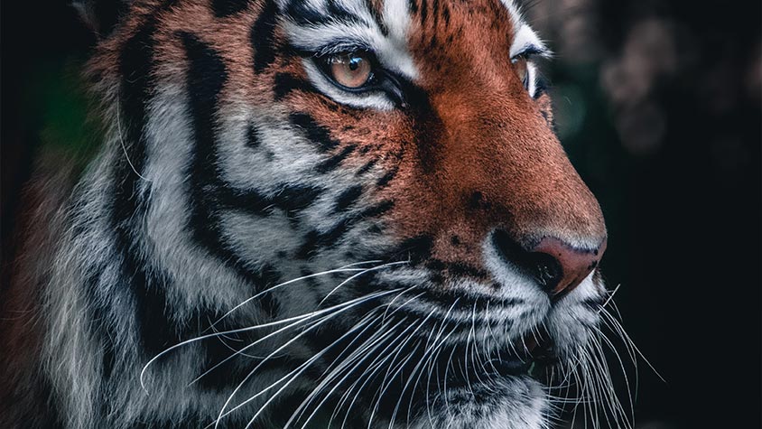 WORLD TIGER DAY – SOUTH AFRICA BREEDS TIGERS AND LIONS FOR TRADITIONAL MEDICINE