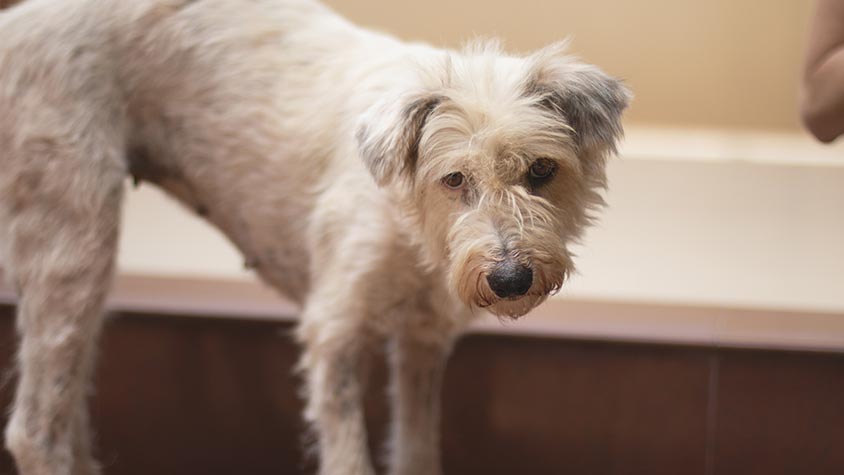 THE COVID IMPACT ON ANIMALS IN CAMBODIA AND THE SPECIAL STORY OF MARIE CLAIRE
