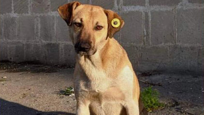 AZERI ANIMAL LOVERS PROTEST IN FRONT OF TOPLAN, THE “CARE CENTER FOR HOMELESS DOGS” WHERE STRAYS DISAPPEAR