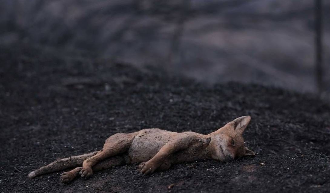 A DISASTER OF EPIC PROPORTIONS IN SARDINIA, ITALY. OIPA VOLUNTEERS ARE GATHERING FOOD FOR STRAYS AND ANIMALS IN DISTRESS