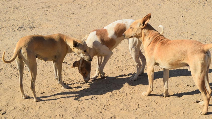 MORE THAN 100 ANIMALS LOOKED AFTER BY THE ASSOCIATION SASCAP HAS TO BE MOVED TO ANOTHER SHELTER LOCATION
