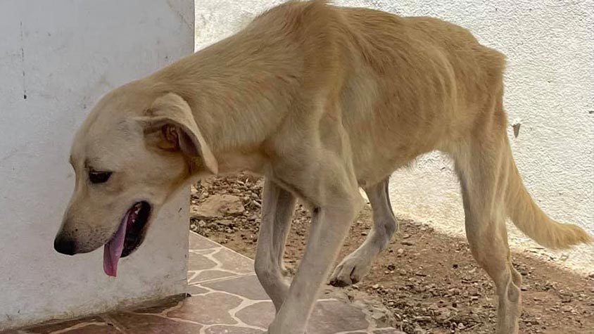 WHAT’S HAPPENING TO STRAYS IN ARUBA? ARE THEY NEUTERED AND RELEASED AS PROMISED OR NOT?