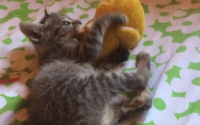 YOUR HELP HAS CONTRIBUTED TO PROVIDE CARE AND TREATMENT TO STRAY CATS OF OIPA CORSE