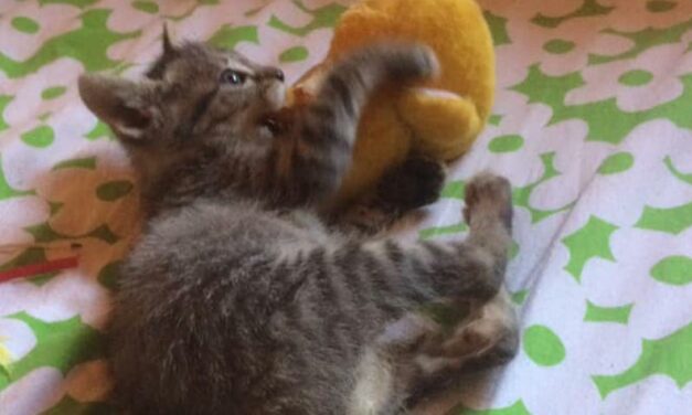 YOUR HELP HAS CONTRIBUTED TO PROVIDE CARE AND TREATMENT TO STRAY CATS OF OIPA CORSE