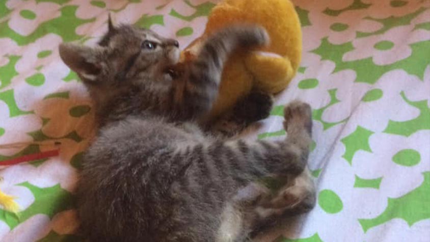 YOUR HELP HAS CONTRIBUTED TO PROVIDE CARE AND TREATMENT TO STRAY CATS OF OIPA CORSE