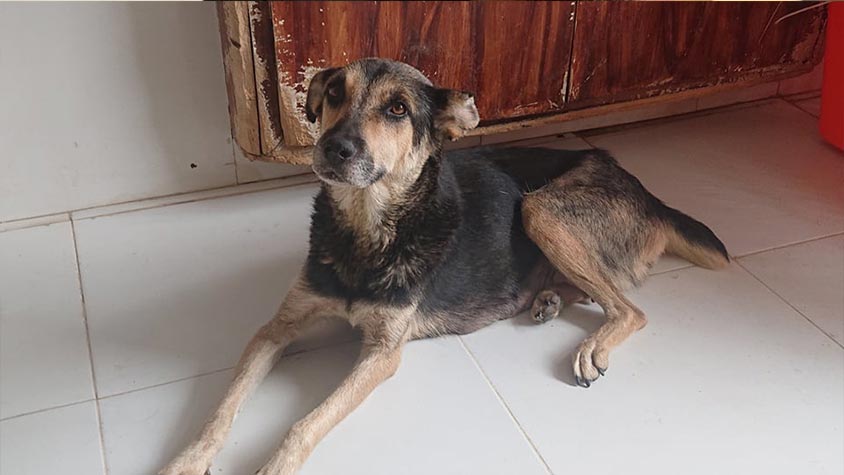 THE UNCERTAIN FATE OF ANIMALS IN AFGHANISTAN: THE ASSOCIATION KABUL SMALL ANIMAL RESCUE IS TRYING TO EVACUATE MORE THAN 250 ANIMALS AND THE STAFF. OIPA INTERNATIONAL WRITES TO U.S. PRESIDENT BIDEN ASKING FOR LANDING PERMIT