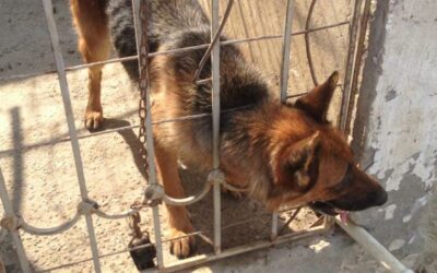 KATY, THE GERMAN SHEPHERD DOG, LEFT IN A CAGE FOR YEARS WITH NO CARE AND MEDICAL TREATMENT. NOW SHE IS FREE THANKS TO OIPA AZERBAIJAN