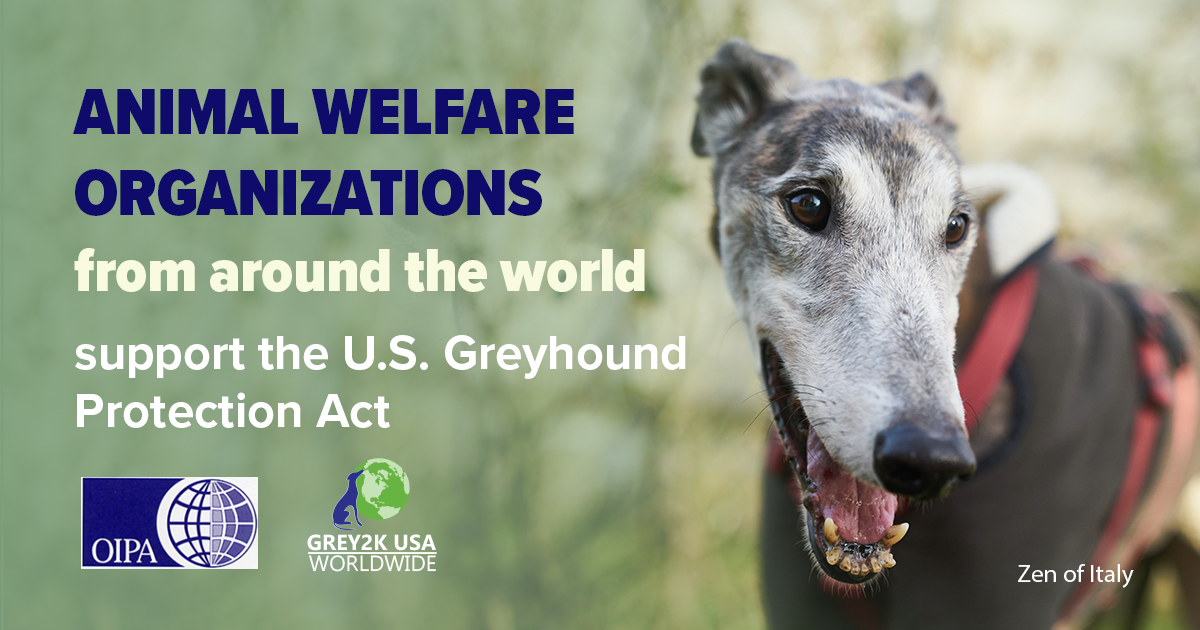 THE GLOBAL GREYHOUND COALITION, LED BY OIPA INTERNATIONAL, SENT A LETTER TO THE U.S. CONGRESS IN SUPPORT OF THE GREYHOUND PROTECTION ACT (H.R. 3335)
