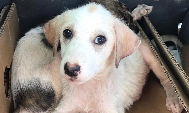 ARE YOU A TURKISH ANIMAL LOVER AND YOU WANT TO DEDICATE PRECIOUS TIME TO HELP ANIMALS AND INCREASE THEIR PROTECTION IN YOUR COUNTRY?