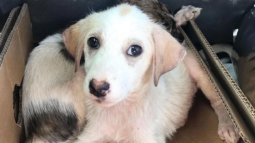 ARE YOU A TURKISH ANIMAL LOVER AND YOU WANT TO DEDICATE PRECIOUS TIME TO HELP ANIMALS AND INCREASE THEIR PROTECTION IN YOUR COUNTRY?
