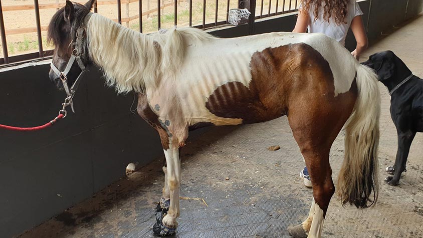 THE RESCUE OF CARLOTTA, PONY SEGREGATED FOR ELEVEN YEARS. SHE NOW DESERVES THE TIME LEFT AWAY FROM SUFFERING