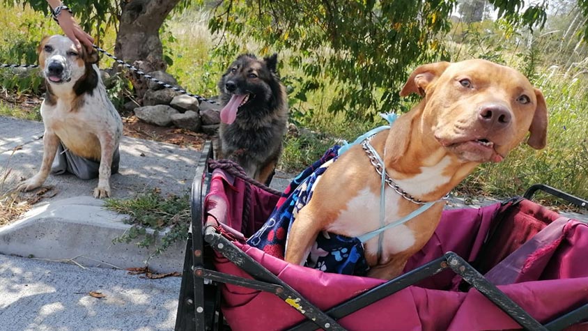 TOO MANY DOGS ABANDONED IN MEXICO BUT ADOPTION RATE IS LOW. MANY OF THEM WILL NEVER FIND A FAMILY WITHOUT YOUR HELP!
