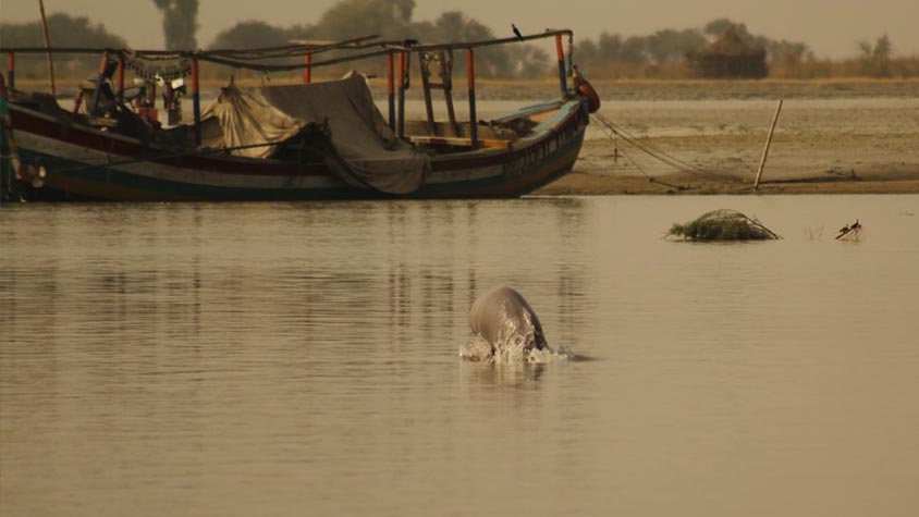 OIPA PAKISTAN – SOUTH PUNJAB PROPOSES A PROJECT FOR THE CONSERVATION OF INDUS RIVER DOLPHINS