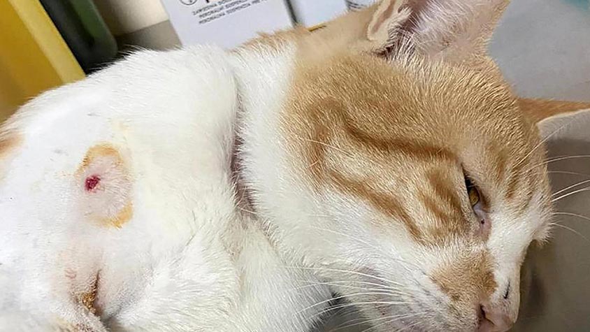CASES OF ANIMAL CRUELTY ARE INCREASING IN DUBAI AND ABU DHABI AS STRAY CATS ARE CONTINUOSLY SHOT BY AIRGUNS