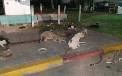 THREE HUNDRED STRAY CATS IN DUBAI RECEIVED DRY FOOD, THANKS TO OIPA’S PROJECT “SAVE A STRAY”