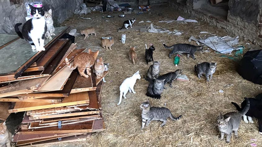 ANOTHER CASE OF ANIMAL HOARDING IN ITALY. 26 CATS ABANDONED IN A COUNTRY COTTAGE AND OTHER 7 SEGREGATED IN A ROOM FULL OF EXCREMENT AND WASTE. NOW THEY ARE SAVE!