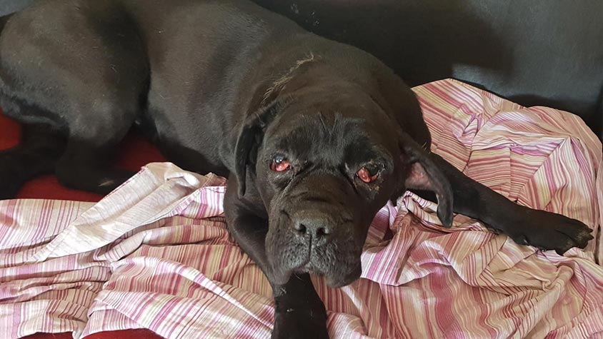 MELINDA, AFFECTED FROM A SERIOUS GENETIC DISEASE CALLED DSRA, DEPRIVED OF CARE AND THEN ABANDONED BECAUSE “FAULTY”. SHE NEEDS ALL OUR LOVE!