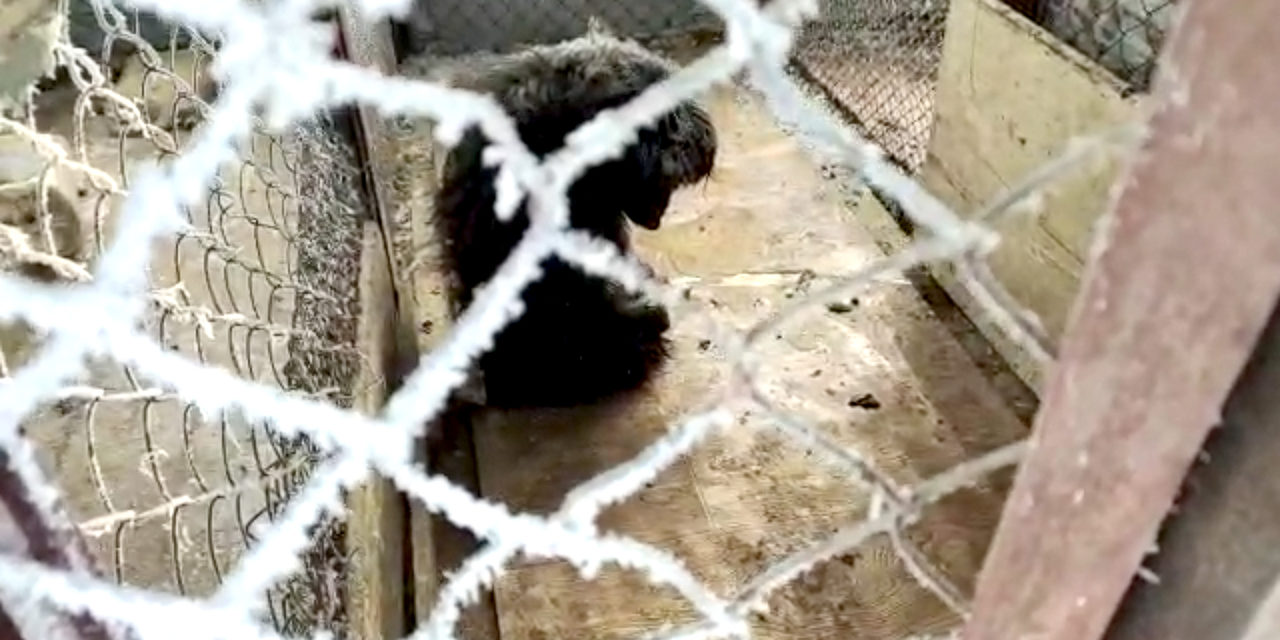 THE TERRIFYING LIFE OF STRAYS IN KAZAKHSTAN. ANIMALS ARE CRUELLY ABUSED AND SLAUGHTERED EVERY DAY