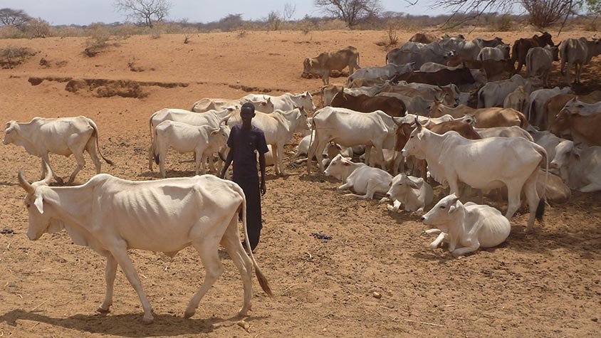 DEHYDRATION AND STARVATION FOR ANIMALS AND PEOPLE IN TURKANA, HELP OIPA KENYA BUILD A SOLAR-POWERED BOREHOLE TO SAVE LIVES AND EASE SUFFERING