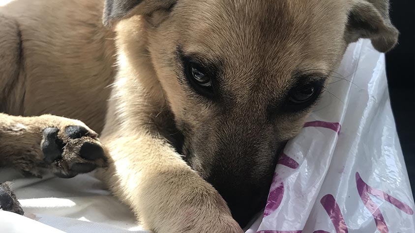 HIT BY A CAR AND LEFT SUFFERING ON THE ROAD WITH DEEP WOUNDS AND FRACTURES. SELIN NEEDS A CHANCE TO RECOVER