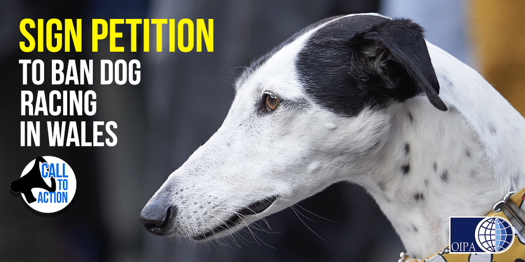 GREYHOUNDS NEED YOUR SUPPORT: SIGN WORLDWIDE PETITION TO BAN DOG RACING IN WALES
