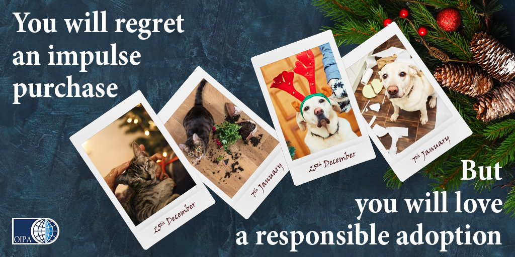 YOU WILL REGRET AN IMPULSE PURCHASE, BUT YOU WILL LOVE A RESPONSIBLE ADOPTION