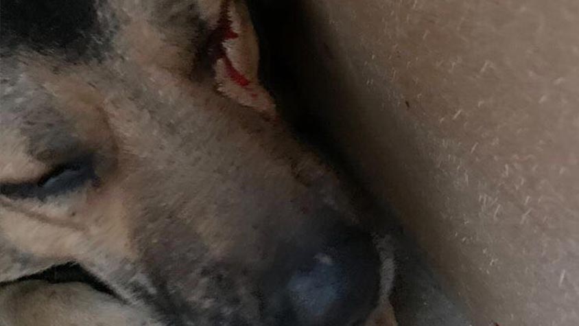ANOTHER CRUELTY AND CRIME TOWARDS STRAY ANIMALS IN AZERBAIJAN
