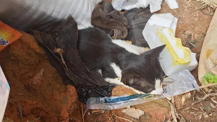 SUCCESSFUL RESCUE MISSION FOR OIPA CAMEROON TO SAVE THE LIFE OF A POISONED KITTEN