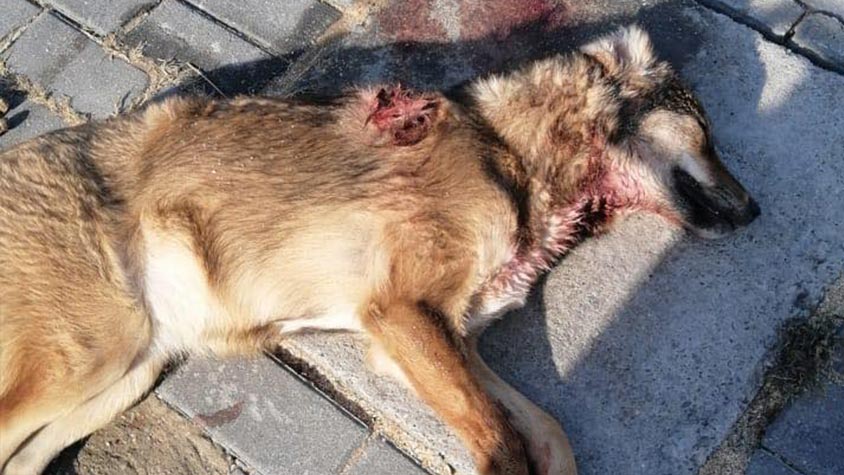 ANOTHER SHOT ANOTHER DEATH: KILLING OF STRAYS DOESN’T STOP IN AZERBAIJAN