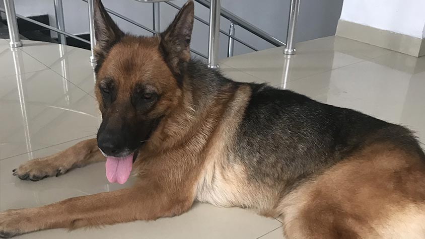 A DREAM COME TRUE FOR KATY. DETAINED FOR 8 LONG YEARS AND RESCUED BY OIPA AZERBAIJAN SHE REGAINS HEALTH, FREEDOM AND HAPPINESS