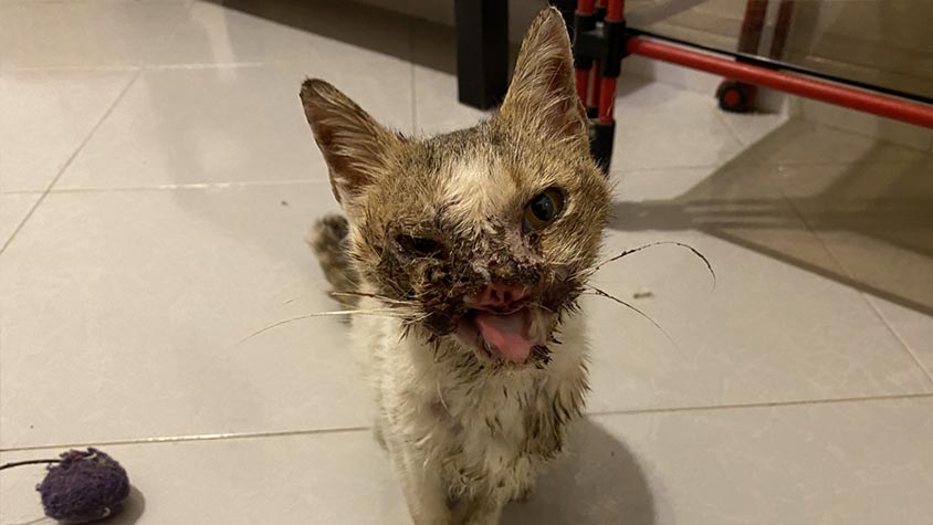 THE DISFIGURED MUZZLE OF LUCE, KITTEN AFFECTED BY A SQUAMOUS CELL CARCINOMA. HELP OIPA ITALY GIVE HER A HOPE