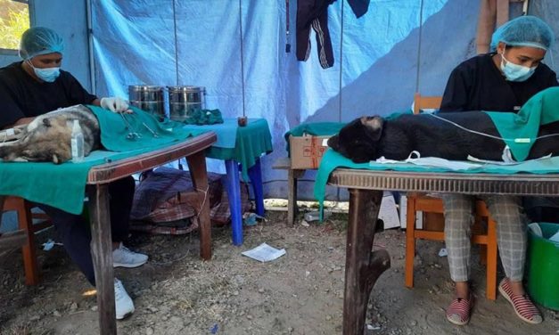 OIPA NEPAL – NAWRC KEEPS ON NEUTERING AND VACCINATING PETS AND STRAY DOGS IN MANY NEPALESE DISTRICTS