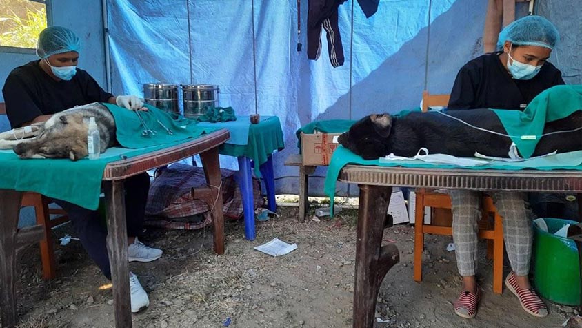 OIPA NEPAL – NAWRC KEEPS ON NEUTERING AND VACCINATING PETS AND STRAY DOGS IN MANY NEPALESE DISTRICTS