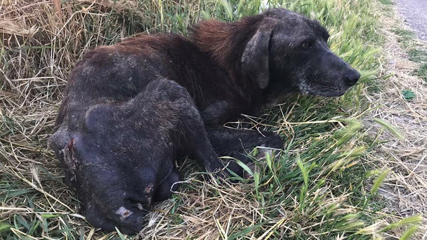 NERONE, A SENIOR HUNTING DOG, ABANDONED SICK ON A STREET OF ALBANIA WHEN NO MORE USEFUL TO HIS OWNER