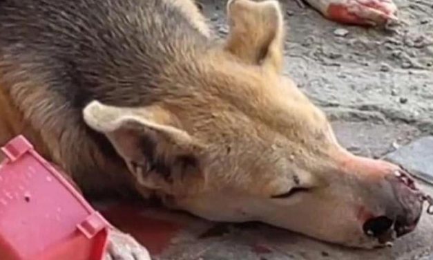 THE LIFE OF HOMELESS ANIMALS IN UAE. ANOTHER CASE OF BRUTAL CRUELTY