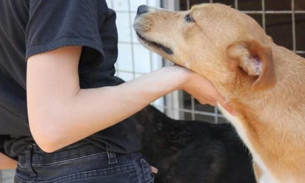 THREE MINI SHELTERS TO SECURE A SAFE PLACE FOR THE HOMELESS DOGS OF TUZLA IN BOSNIA, BUT FOOD IS NEVER ENOUGH