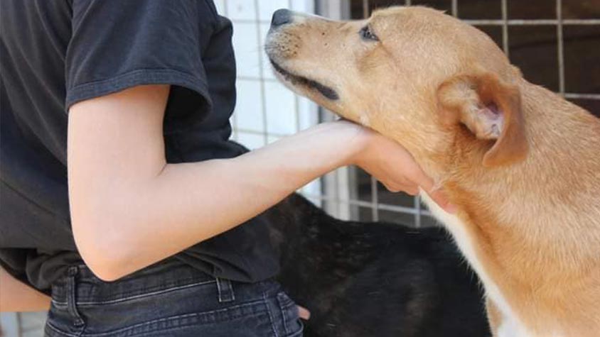 THREE MINI SHELTERS TO SECURE A SAFE PLACE FOR THE HOMELESS DOGS OF TUZLA IN BOSNIA, BUT FOOD IS NEVER ENOUGH