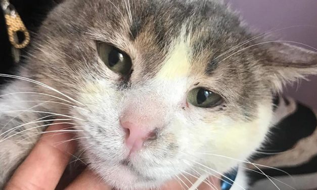OUR DELEGATION IN AZERBAIJAN SAVED THE LIFE OF BELIK, A CAT WITH A SEVERE RESPIRATORY INFECTION. AFTER A LONG THERAPY, HE’S GETTING BETTER