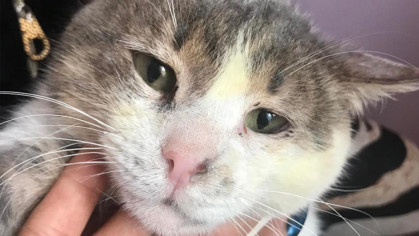 OUR DELEGATION IN AZERBAIJAN SAVED THE LIFE OF BELIK, A CAT WITH A SEVERE RESPIRATORY INFECTION. AFTER A LONG THERAPY, HE’S GETTING BETTER
