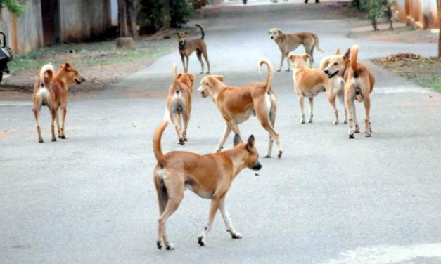 OIPA INDIA – ODISHA WRITES TO THE PARLIAMENT TO AMEND THE ANIMAL WELFARE LAW