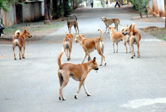 OIPA INDIA – ODISHA WRITES TO THE PARLIAMENT TO AMEND THE ANIMAL WELFARE LAW