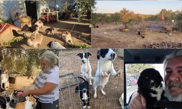 WORK IN PROGRESS FOR A NEW SAFE HAVEN DEDICATED TO STRAY ANIMALS IN PELOPONNESE, GREECE