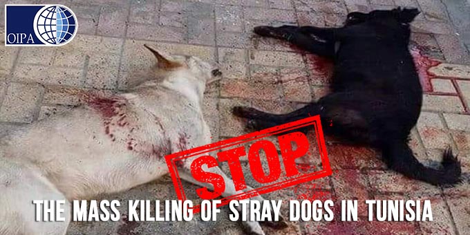TUNISIAN AUTHORITIES KEEP ON KILLING STRAY DOGS. OIPA CO-SIGNS A JOINT LETTER ASKING THE PRESIDENT TO STOP! SEND YOUR PROTEST