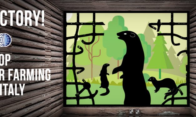 ANOTHER VICTORY FOR ANIMALS! ITALY BANS FUR FARMING