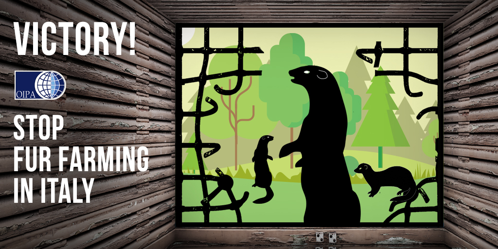 ANOTHER VICTORY FOR ANIMALS! ITALY BANS FUR FARMING