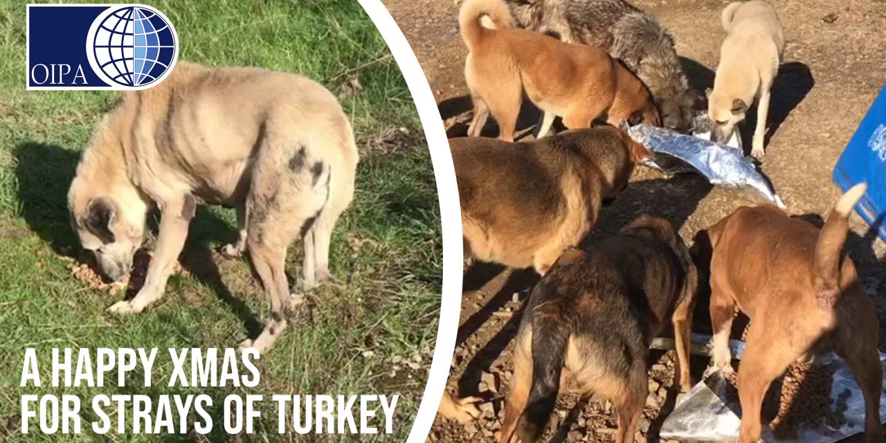 A CONTROVERSIAL CHRISTMAS DAY FOR STRAYS IN TURKEY, WHILE THE PRESIDENT ORDERED TO REMOVE DOGS FROM STREETS, OUR VOLUNTEERS SPENT THE ENTIRE DAY FEEDING THEM